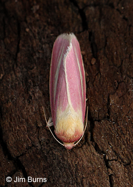 Heliocheilus julia dorsal view, Arizona