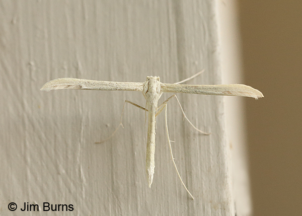 Hellinsia pectodactylus, Oregon