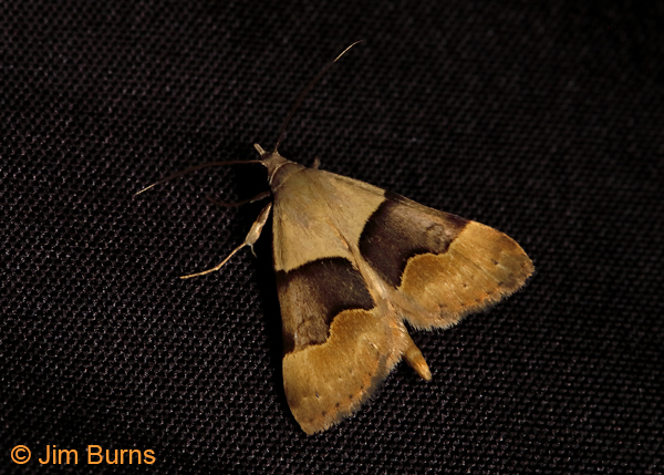 Hemeroplanis incusalis, summer fom on black sheet, Arizona--0240
