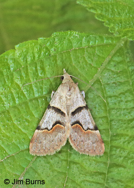 Hemeroplanis incusalis, spring form, on Lantana, Arizona