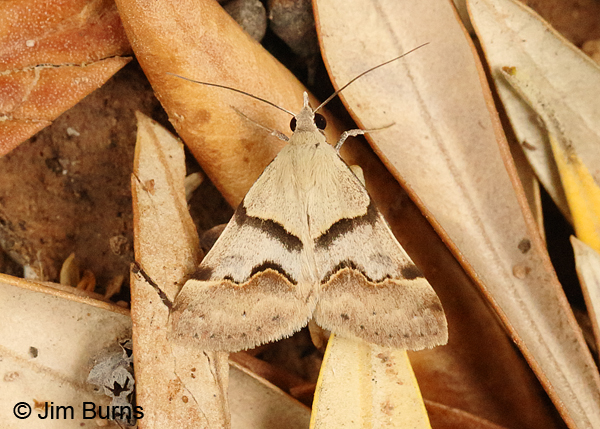 Hemeroplanis incusalis, summer form #2, on leaves, Arizona