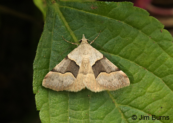Hemeroplanis incusalis, summer form, on leaf, Arizona