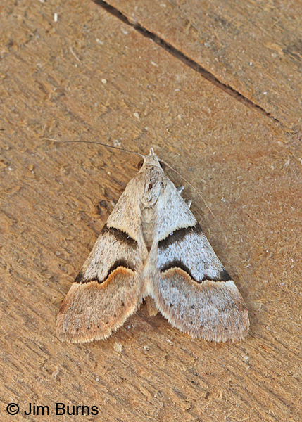Hemeroplanis incusalis on porch, Arizona