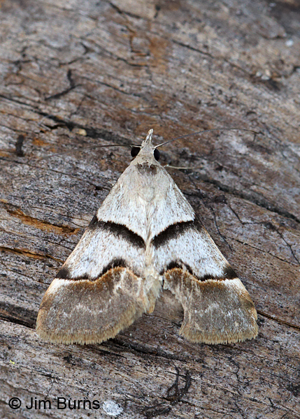 Hemeroplanis incusalis with damaged wing, spring form, Arizona