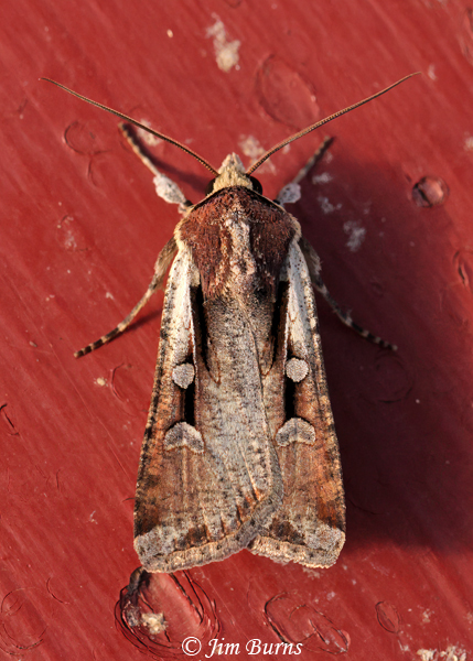 Hemieuxoa rudens (pellucida form), Arizona--6116