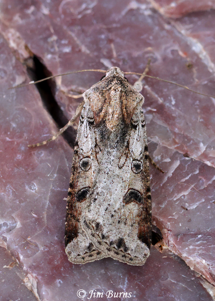 Hemieuxoa rudens (typical form), Arizona--5967