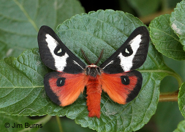 Hemileuca electra male, Arizona