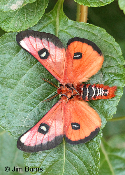 Hemileuca electra male underwing, Arizona