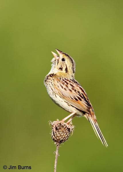 Henslow's Sparrow singing
