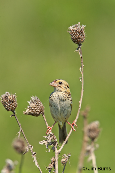 Henslow's Sparrow ventral view