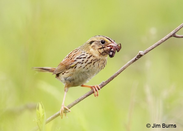 Henslow's Sparrow with spider