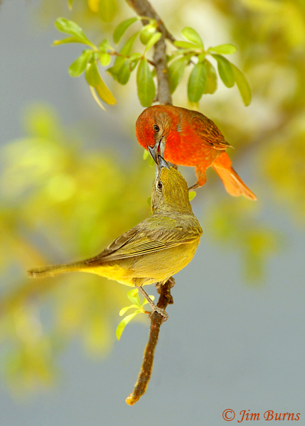 Hepatic Tanager pair
