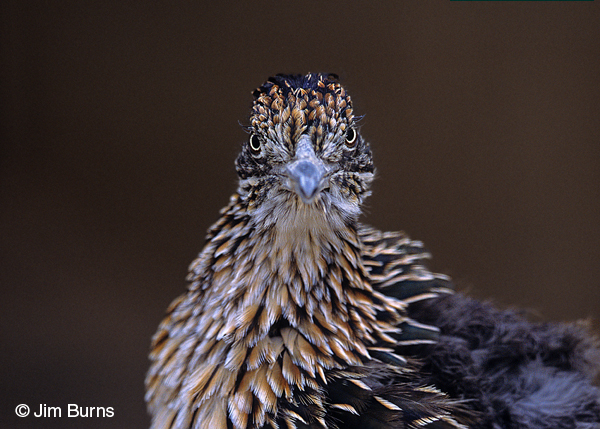 Here's looking at you kid