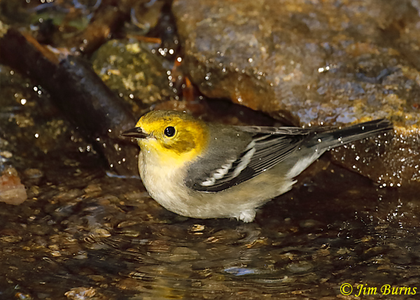 Hermit Warbler first fall female bathing--6206