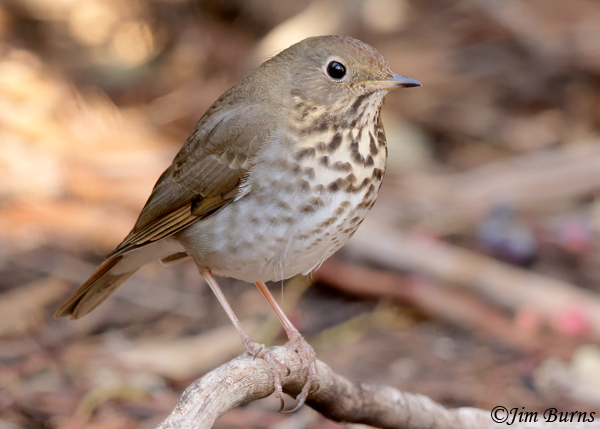 Hermit Thrush winter portrait--0329