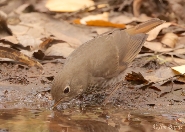 Hermit Thrush drinking--1730