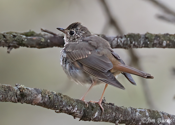 Hermit Thrush juvenile--3477