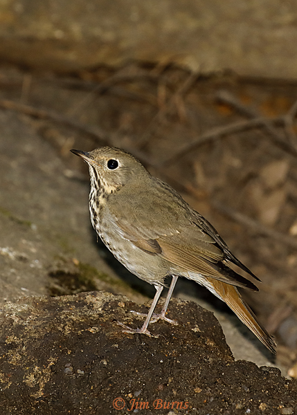 Hermit Thrush at forest seep in habitat--6135