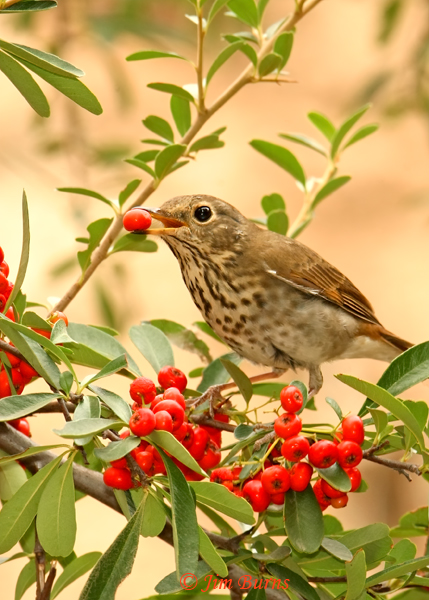 Hermit Thrush