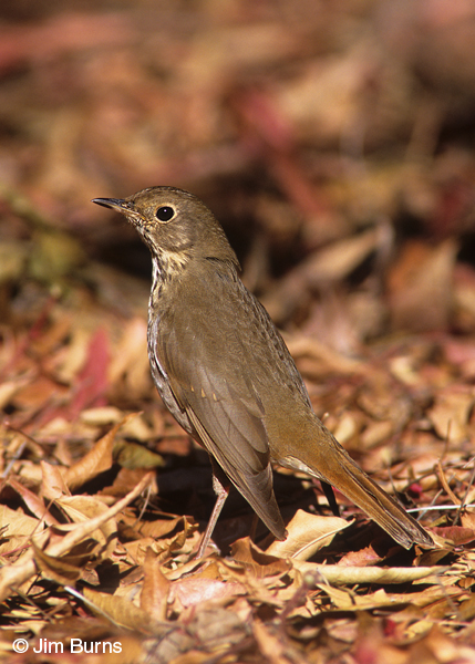 Hermit Thrush dorsal
