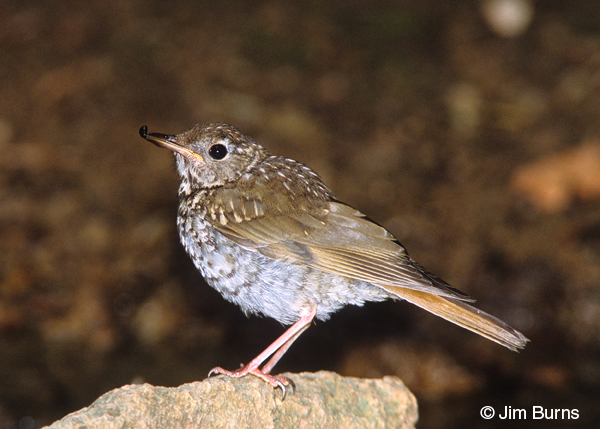 Hermit Thrush juvenile