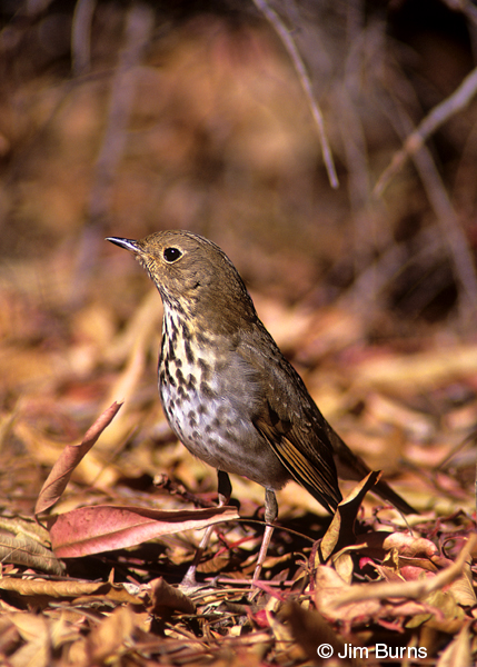 Hermit thrush ventral