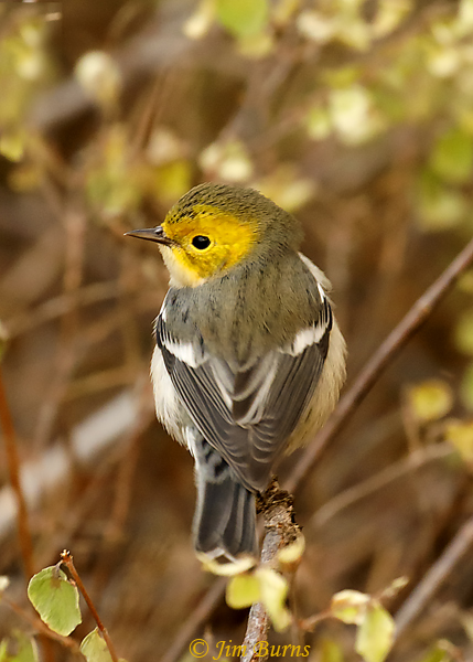 Hermit Warbler juvenile in habitat--5512