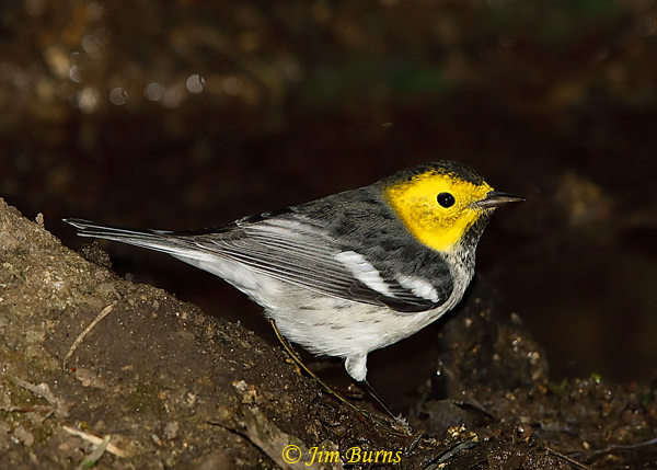 Hermit Warbler male--5737