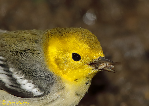 Hermit Warbler with wasp--5959