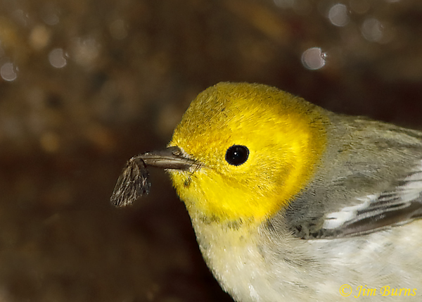 Hermit Warbler with moth--5962