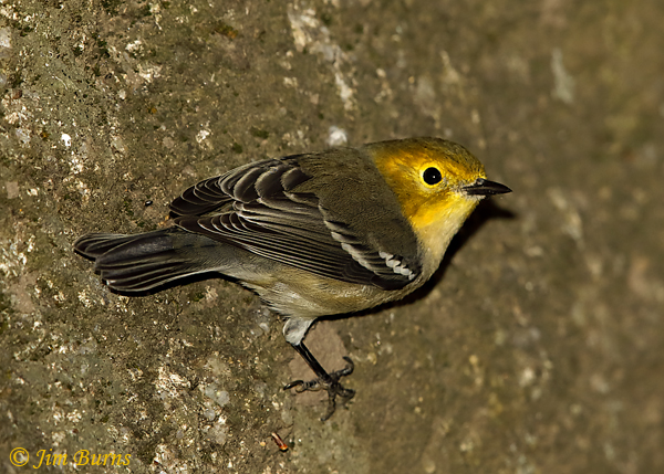 Hermit Warbler juvenile--5969