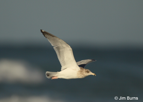 Herring Gull 3rd winter