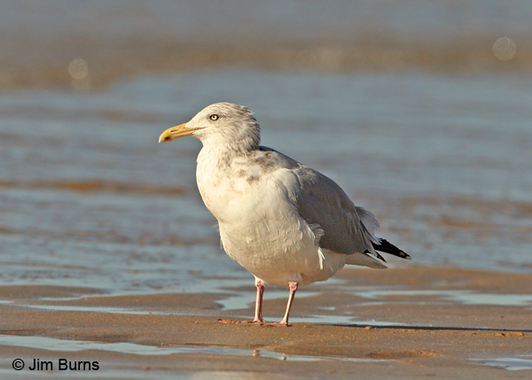 Herring Gull adult winter on beach