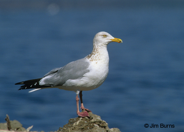 Herring Gull adult winter
