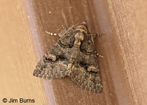 Heteranassa fraterna, Madera Canyon, Arizona