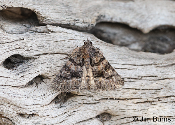 Heteranassa fraterna #3, Arizona