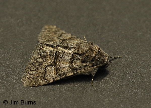 Heteranassa fraterna dorsolateral view, Arizona