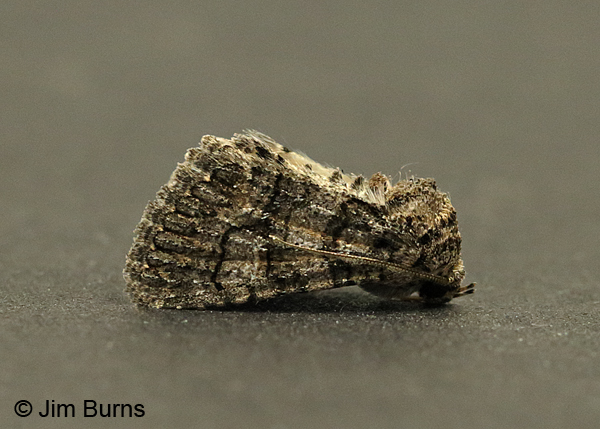 Heteranassa fraterna lateral view, Arizona