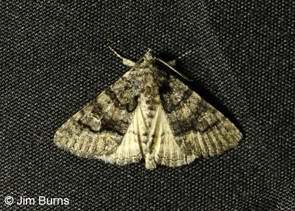 Heterannasa fraterna wingspread, Arizona