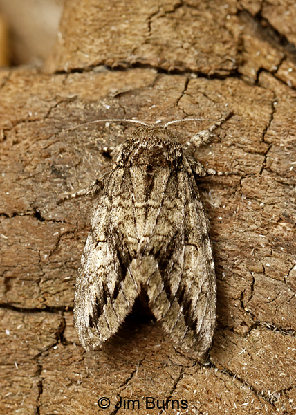 Heterocampa averna dorsal view, Arizona--9391