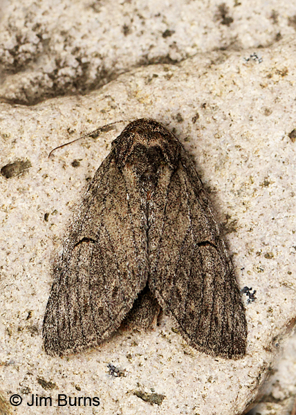 Heterocampa lunata, Arizona