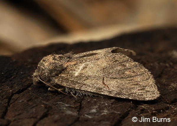 Heterocampa lunata #2, Arizona