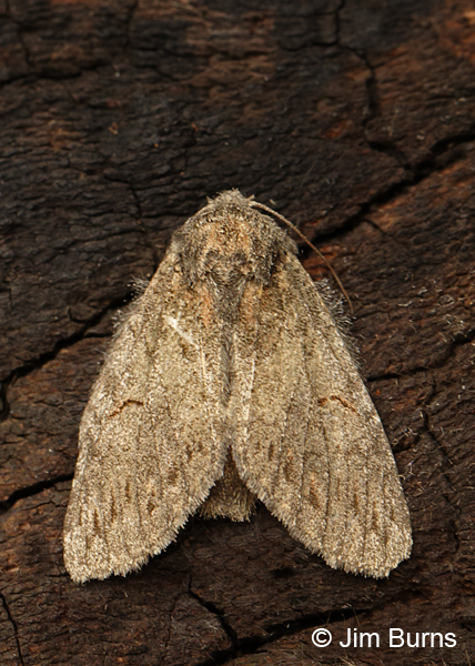 Heterocampa lunata dorsal view, Arizona