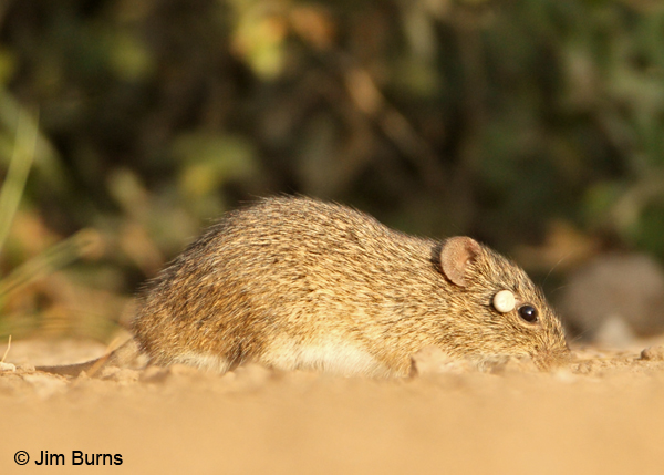 Hispid Cotton Rat with tick