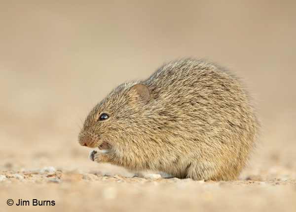 Hispid Cotton Rat