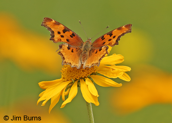 Hoary Comma, Arizona