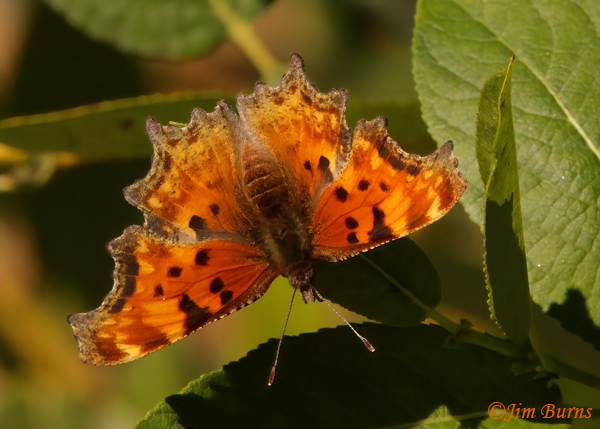 Hoary Comma, Colorado--1113