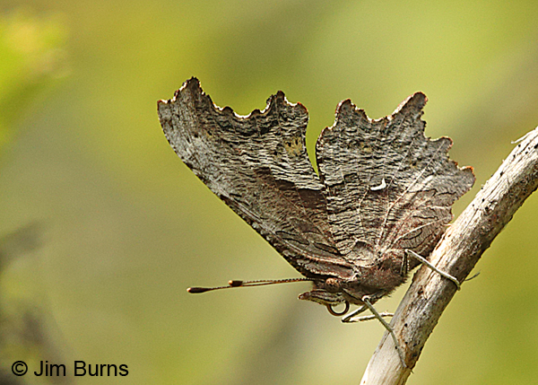 Hoary Comma underwing, Oregon
