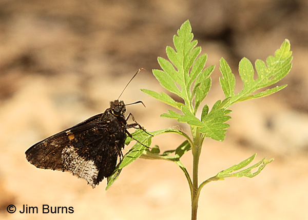 Hoary Edge underwing, North Carolina