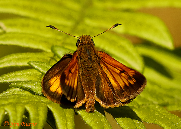 Hobomok Skipper, Minnesota--3390